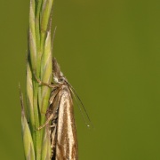 JENS BOHLE copyright