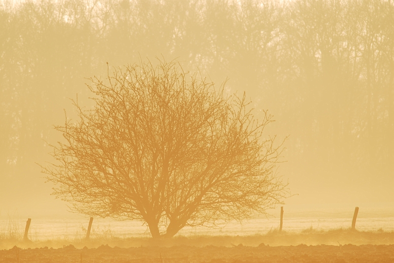 Baum_im_Nebel_Ruehstaedt.jpg