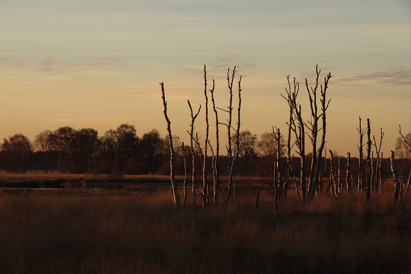 Birken_Oppenweher_Moor.jpg