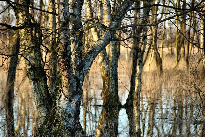 Birken_im_Wasser_Oppenweher_Moor.jpg