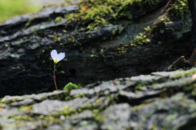 Blume_unbekannt.jpg