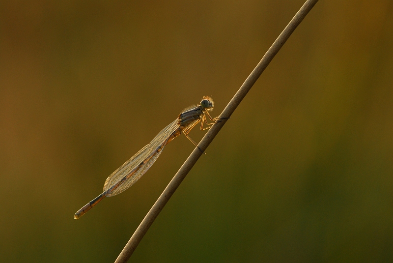 DSC_5106.jpg