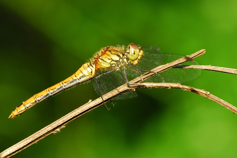 DSC_6099.jpg