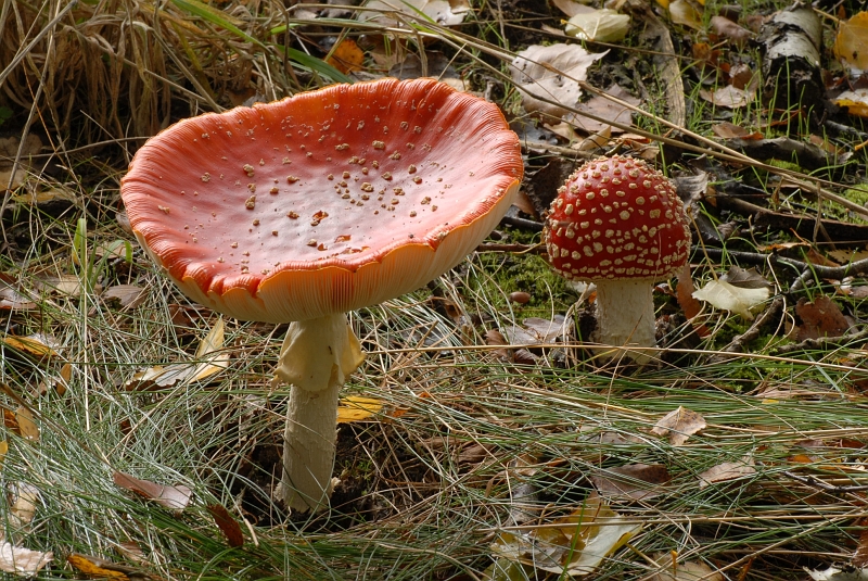 Fliegenpilz_alt_und_jung.jpg