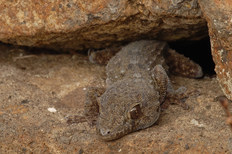 Gecko_La_Palma.jpg