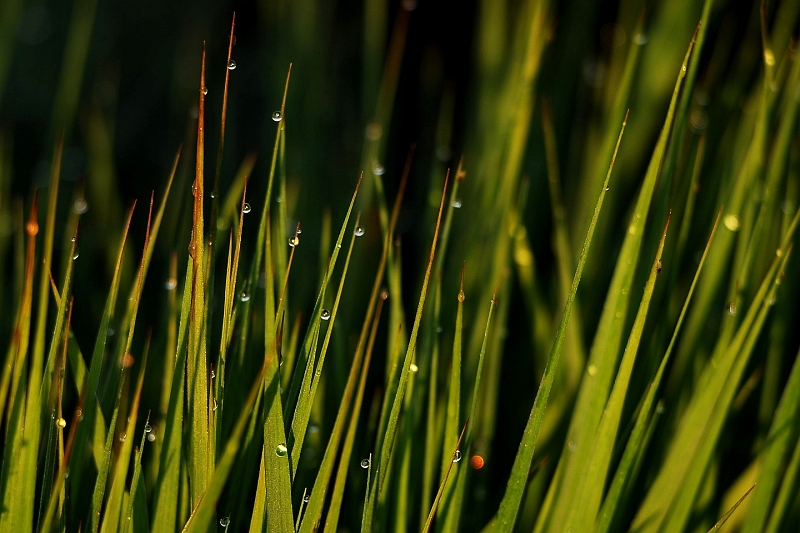 Gras_im_Moor_Tautropfen.jpg
