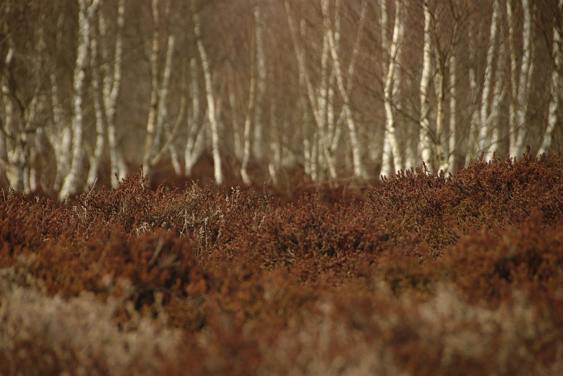 Heide_im_Renzelmoor.jpg - JENS BOHLE copyright