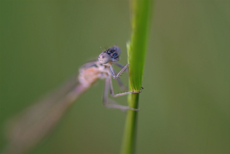 Jungfer.nah.jpg - JENS BOHLE copyright