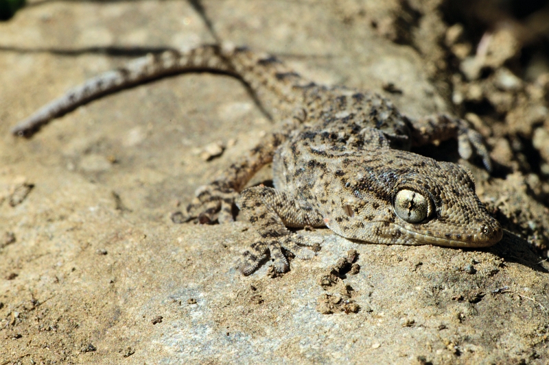 Kleiner_Gecko_II.jpg