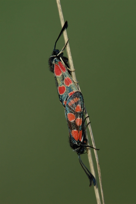 Kopula_Esparsetten_Widderchen.jpg - JENS BOHLE copyright