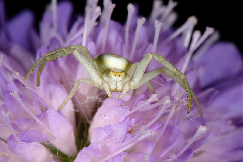 Krabbenspinne.jpg