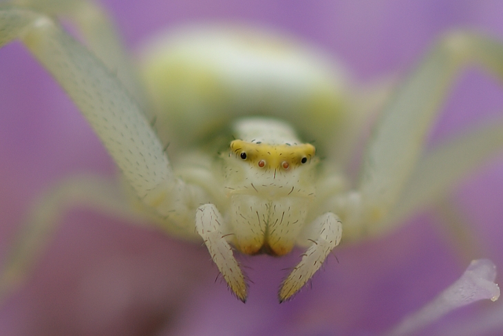 Krabbenspinne_Portrait.jpg