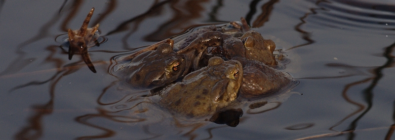 Krötenpaarung.jpg - JENS BOHLE copyright