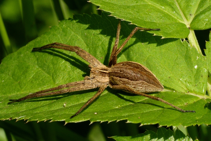 Listspinne.jpg