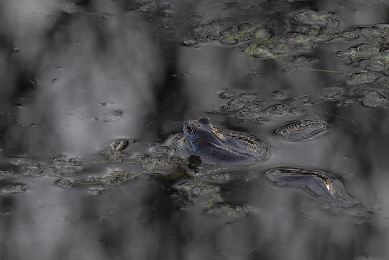 Moorfrosch_Blaufärbung.jpg
