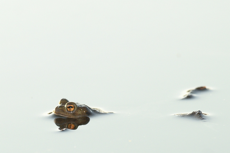 Moorfrosch_Gegenlicht.jpg - JENS BOHLE copyright