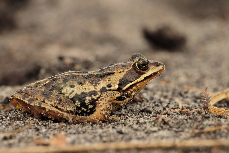 Moorfrosch_Renzelmoor.jpg - JENS BOHLE copyright