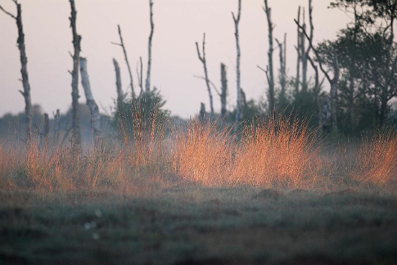 Nebel_im_Oppenweher_Moor3.jpg