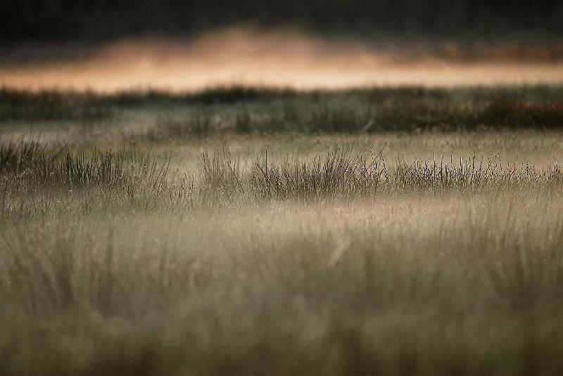Nebel_im_Oppenweher_Moor4.jpg