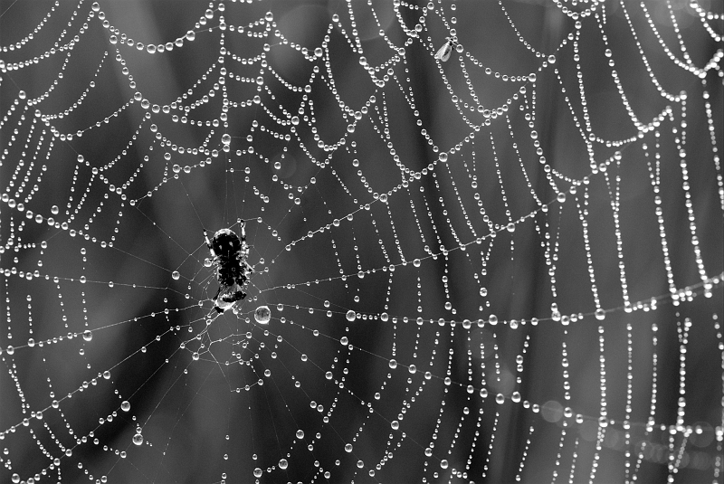 Radnetzspinne_sw.jpg