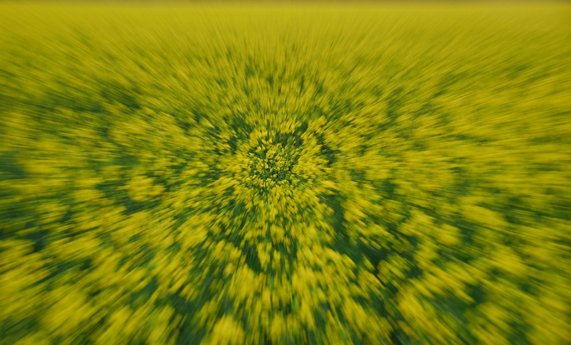 Rapsfeld_Zoom.JPG