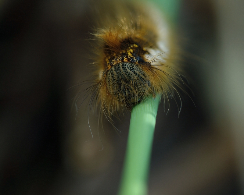 Raupe_Wolfsmiclh_Ringelspinner.jpg - JENS BOHLE copyright