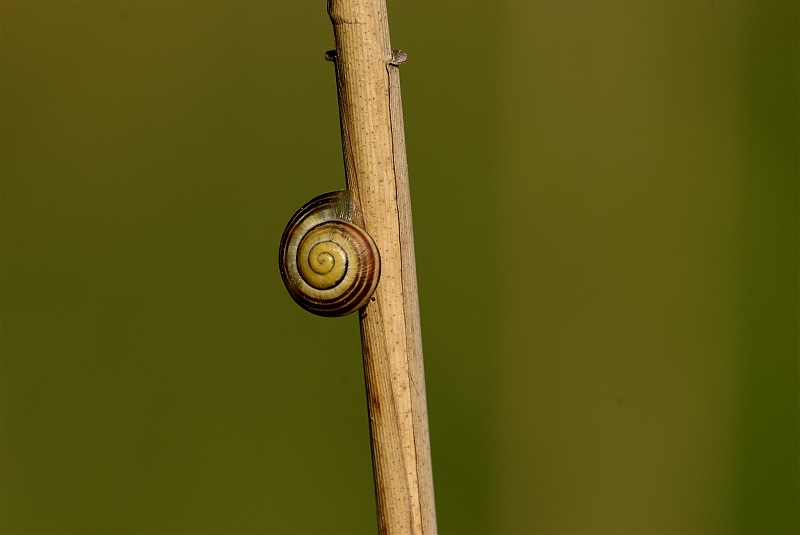 Schnecke_unbekannt.jpg