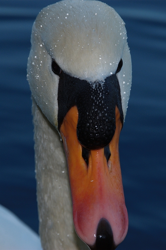 Schwan_Portrait.jpg