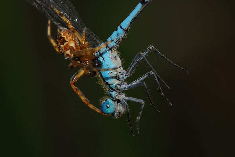 Spinne_Libelle.jpg