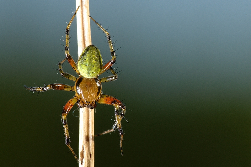 Spinne_unbekannt.jpg