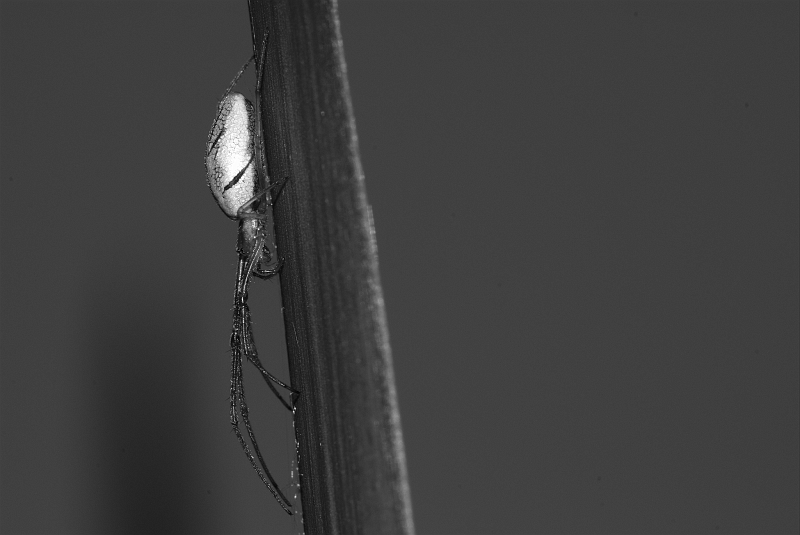 Streckerspinne_sw.jpg