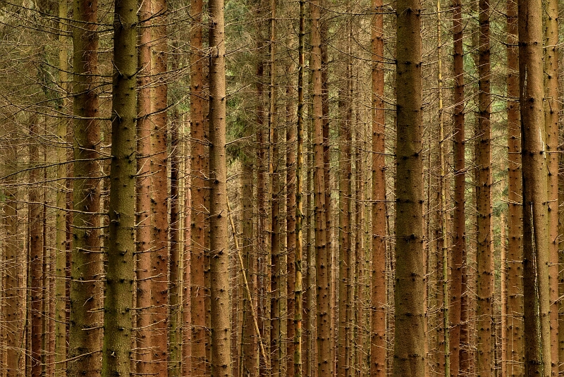 Wald.jpg