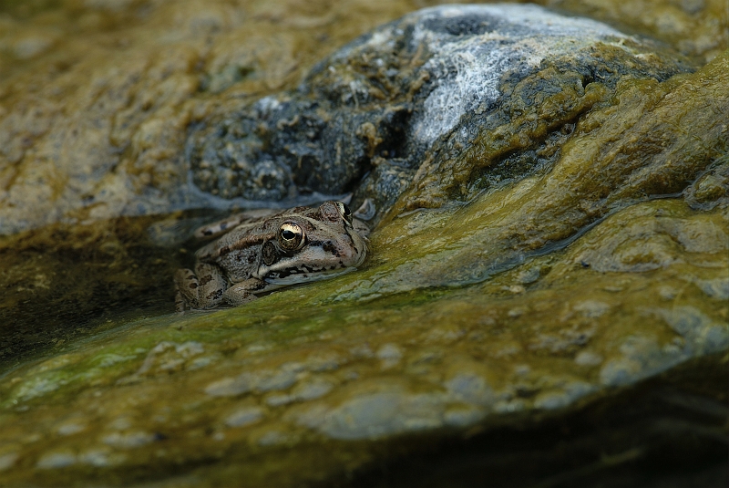Waserfrosch_Caldera.jpg - JENS BOHLE copyright