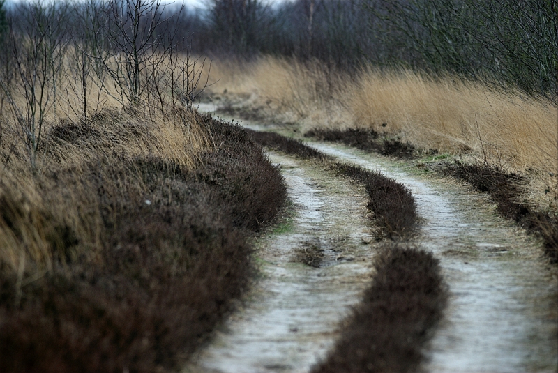 Weg_Kampmoor.jpg