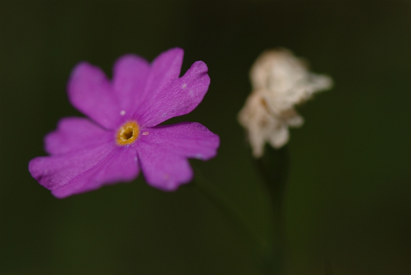 _DSC2811.jpg
