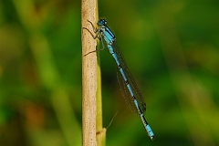 Azurjungfer