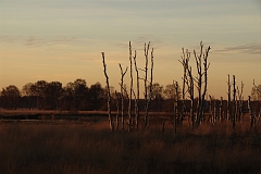 Birken_Oppenweher_Moor