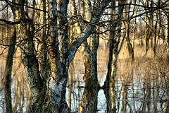 Birken_im_Wasser_Oppenweher_Moor