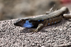 Blaukehleidechse