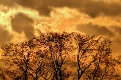 Bäume_Abendämmerung_TMB