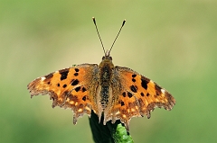 C-Falter