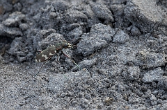 Duenen_SandlaufkÃ¤fer
