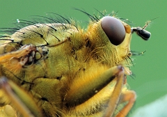 Dungfliege_nah_seitlich