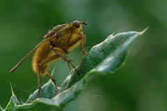 Dungfliege_seitlich_1