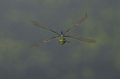 Edellibelle_im_Flug