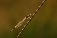 Fderlibelle_Weibchen
