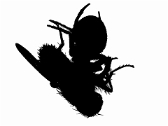 Fliege_Spinne_sw