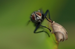 Fliege_frontal
