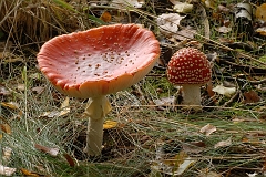 Fliegenpilz_alt_und_jung