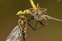 Geschluepfte_Falkenlibelle2